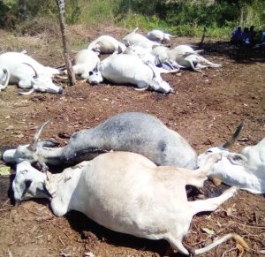The-dead-cows